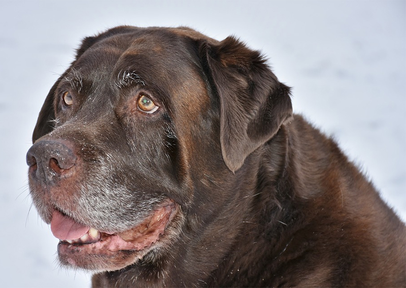 We Care Animal Hospital Clintonville veterinarians