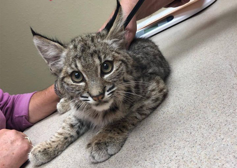 We Care Animal Hospital Clintonville veterinarians